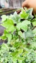 Бръшлян Бяло чудо, Hedera helix White Wonder, студоустойчив, снимка 5
