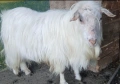Продавам коч и козел, снимка 6