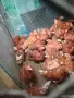 Кокошки носачки иса Браун червени, снимка 1