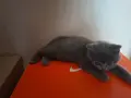 Британско Късокосместо коте , снимка 1