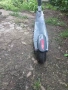 Електрическа тротинетка Ninebot by Segway ES2 , снимка 3