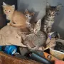 4 малки котенца, снимка 1