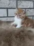 Екзотично късокосместо коте 😻, снимка 4