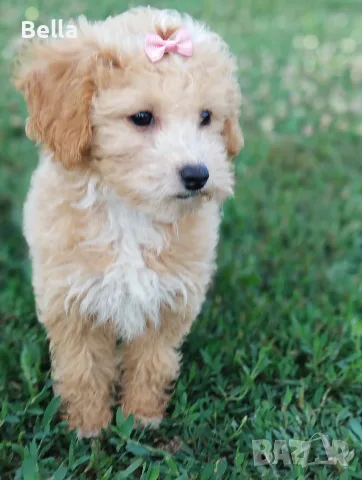 Малтипу -Maltipoo, снимка 4 - Пудели - 55479985