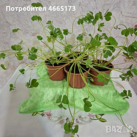 Оксалис/Детелина розова, снимка 3 - Градински цветя и растения - 54378067