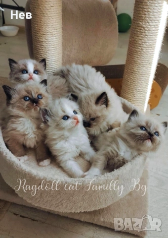 Ragdoll рагдол/регдол  котe / котета