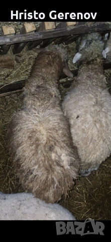 Продавам агнета 