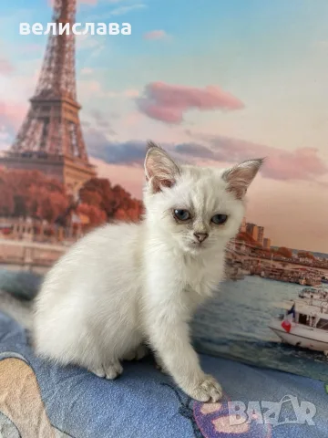британски котенца, снимка 7 - Британска късокосместа - 55391628