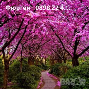Див рожков (Cercis siliquastrum) Дърво на Юда, снимка 3 - Разсади - 55590892