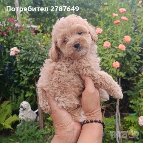Мини малтипу момичета, снимка 3 - Пудели - 55268989