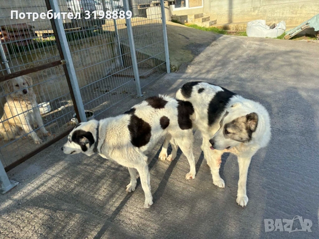 Продавам каракачанки, снимка 5 - Каракачанска овчарка - 54257111