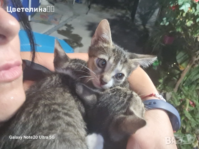 бебета мъжки кучета и котенца, снимка 4 - Други - 55181637