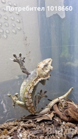 Ресничести гекони / crested gecko / correlophus ciliatus, снимка 5 - Гекон - 49156922