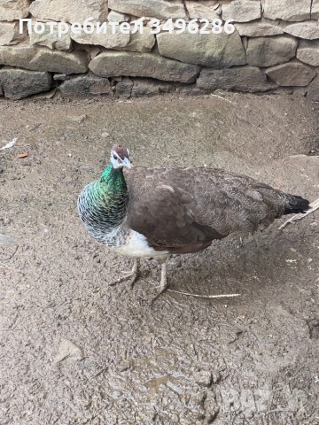 Продавам паунка, снимка 2 - Кокошки и пуйки - 54307978