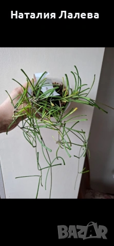 Хоя, hoya Retusa, снимка 3 - Стайни растения - 54590250