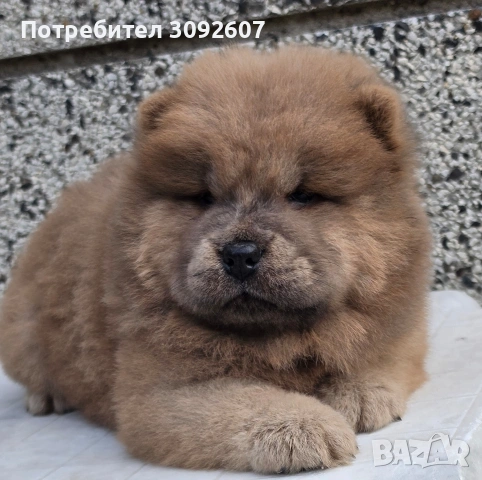 Чау чау момче и момиче