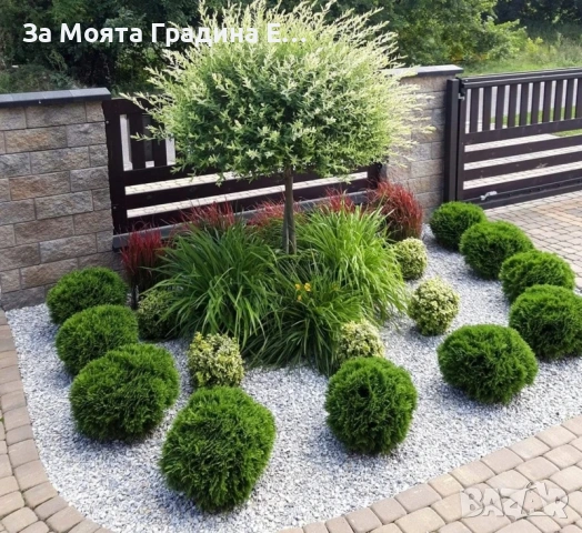 Кълбовидна Туя - Западна Даника, снимка 7 - Градински цветя и растения - 54020326