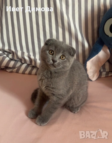 Шотландско коте (Scottish Fold), снимка 3 - Британска късокосместа - 54429668