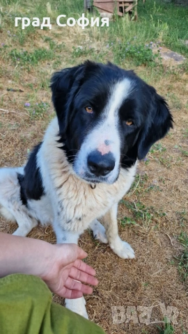 продавам породисти кученца на 40дена-Каракачанки, град Враца, снимка 17 - Каракачанска овчарка - 54187879