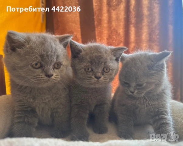 Чистокръвни британски котенца 