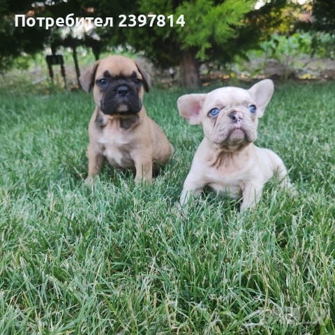 Френски булдог , снимка 12 - Френски булдог - 55008762