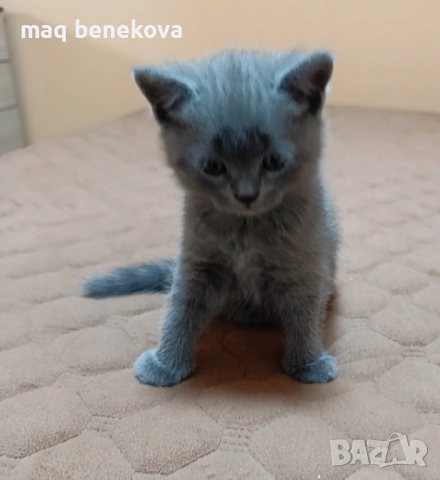  Прекрасни британско и шотландско котета момичета!, снимка 7 - Британска късокосместа - 54007917