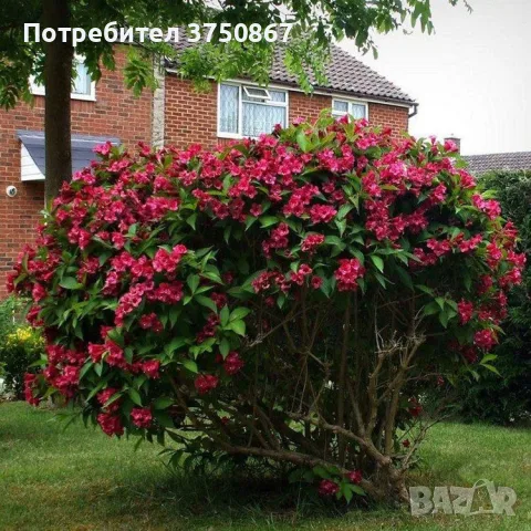 ❤️🌿❤️ Вайгела (Weigela florida) 'Bristol Ruby', снимка 2 - Градински цветя и растения - 55363261