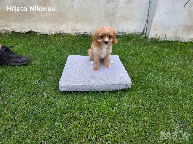 Продавам кавапу , снимка 2 - Други - 55334672