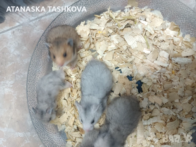 Хамстери и мишка панда, снимка 3 - Хамстери - 55197713