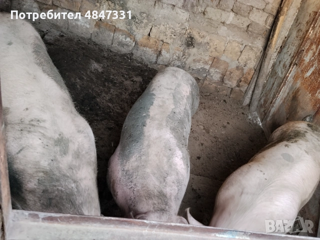 Прасе