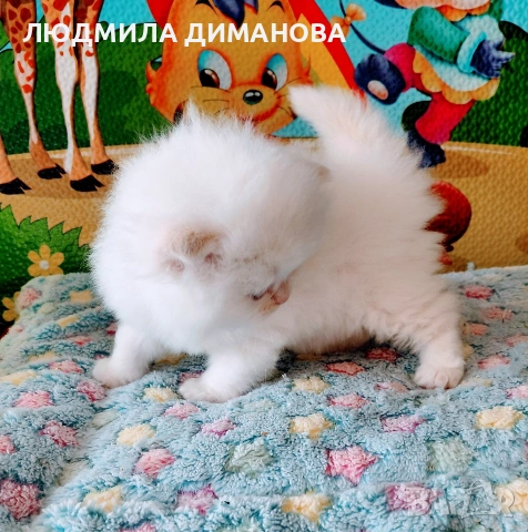 Персийско хималайско мъжко със сини очи. , снимка 8 - Персийска - 54333631