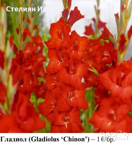 Гладиол (Gladiolus ‘Chinon’) - грудки