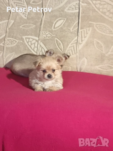 Шпиц , снимка 15 - Шпиц - 53994562