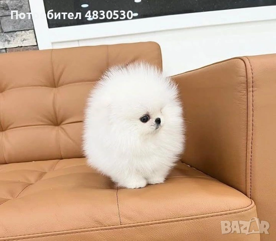 Померан момче и момиче, снимка 5 - Померан - 54671365