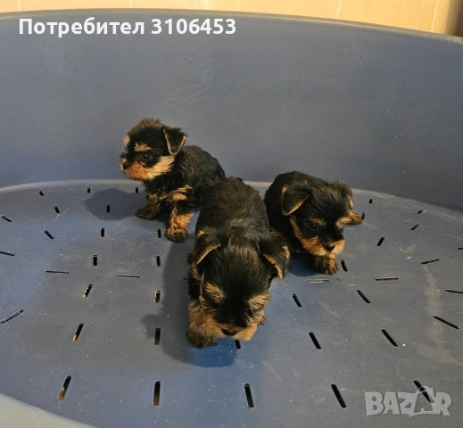 Йоркширски териер - йорки, снимка 3 - Йоркширски териер - 55023096