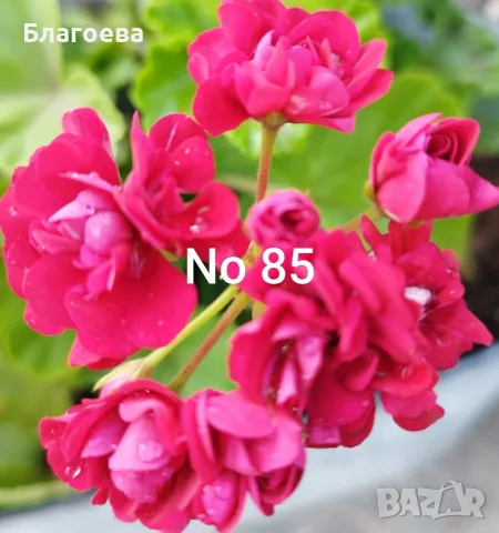 Мушкато различни цветове от 1 € и 2 €/бр, снимка 4 - Стайни растения - 54865354