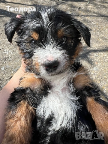 Йорки Ръсел, снимка 8 - Йоркширски териер - 54221299