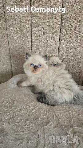 Сладки пухкави котенца, снимка 8 - Чинчили - 54754063