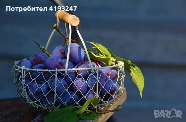 Сливи за ракия,компот и сладко, снимка 3 - Домашни продукти - 55680373