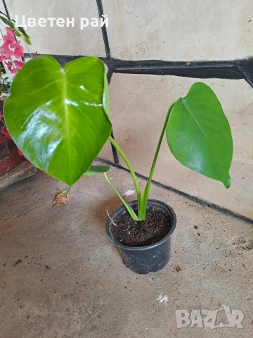 Monstera deliciosa реалните растения на последните снимки , снимка 6 - Стайни растения - 55237468