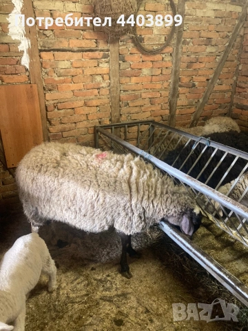 Три ялови овце , снимка 10 - Овце - 54184586