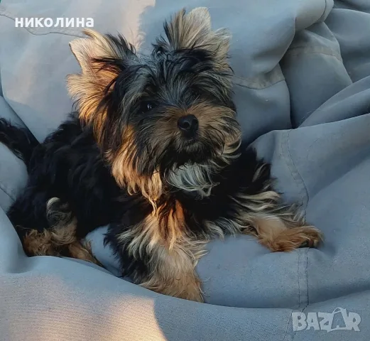 Продавам йоркширски териер , снимка 10 - Йоркширски териер - 55331026