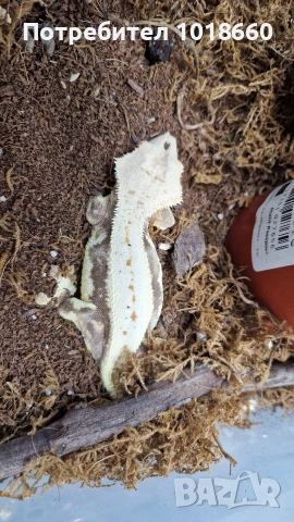 Ресничести гекони / crested gecko / correlophus ciliatus, снимка 3 - Гекон - 49156922
