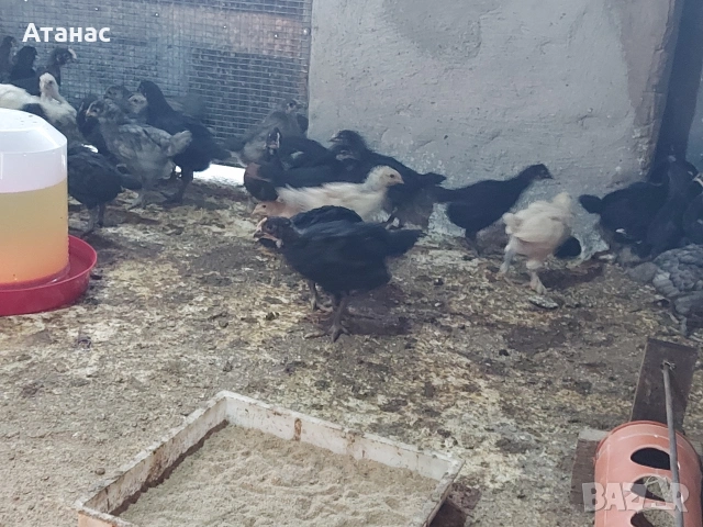 Пилета., снимка 5 - други­ - 54311198