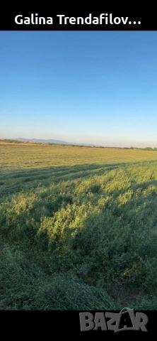 Продавам люцерна , втори откос чиста., снимка 5 - За селскостопански - 55058976