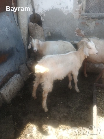 продавам ярета , снимка 2 - Овце - 54877974