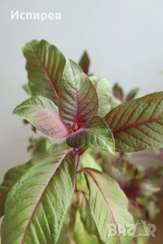 Боливийска фуксия, Fuchsia boliviana, 2-год. растение !, снимка 3 - Стайни растения - 54916661