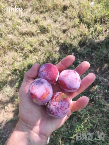 Продавам  сливи , снимка 2 - Домашни продукти - 55436955