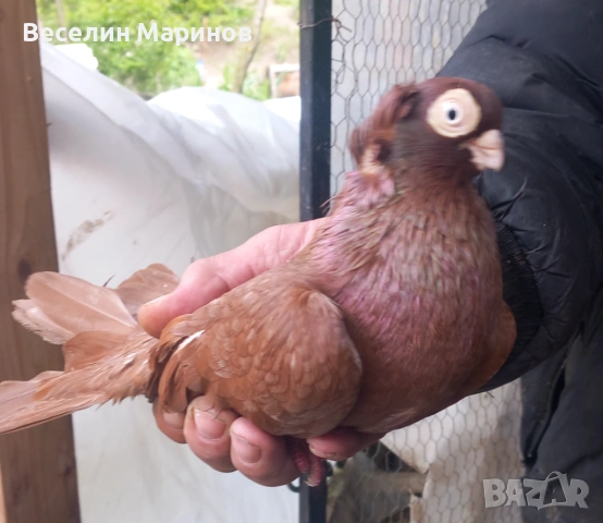 Продавам варненски и плевенски гълъби