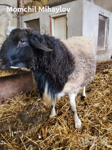 продавам коч, снимка 2 - Овце - 54027379